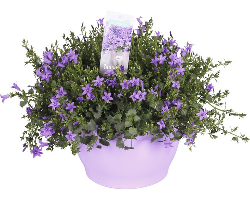Glockenblume Floraself Campanula portenschlagiana 'Ambella Purple' Ø 25 cm Topf