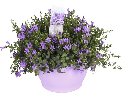 Campanule Floraself Campanula portenschlagiana 'Ambella Purple' pot Ø 25 cm