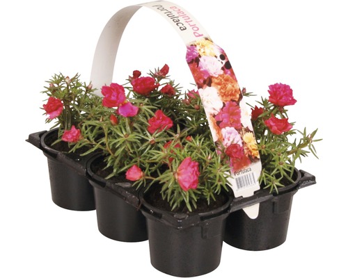 Plantes fleuries de parterres et de balcons pot Ø 9 cm assorti