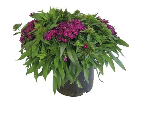 Bartnelken Mix FloraSelf Dianthus barbatus H 10-40 cm Co 3 L zweijährig zufällige Sortenauswahl