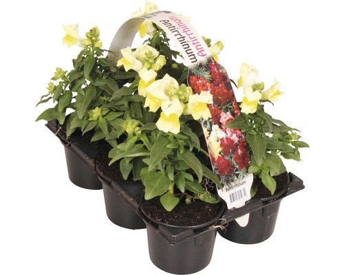 Muflier dans un récipient en plastique avec six plantes