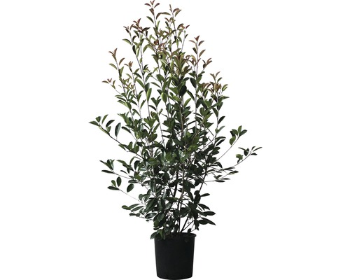 Photinie FloraSelf Photinia fraseri ‘Red Robin‘ h 125-150 cm Co 15 l