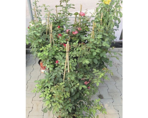 Kletterrose FloraSelf Rosa x Hybride H 60-80 cm Co 5 L sortiert zufällige Farbauswahl-0