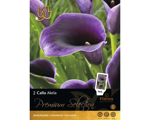 Blumenzwiebel Premium Calla 'Akela' 2 Stk