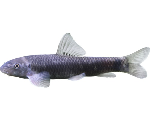 Fisch Knabberfisch - Garra rufa