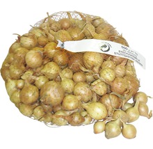 Netz mit Steckzwiebeln der Sorte Stuttgarter Riesen