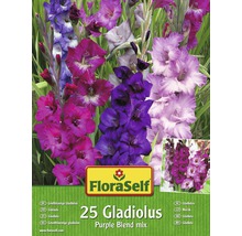 Bulbes de glaïeuls FloraSelf 'Purple Blend' 25 pièces-thumb-0