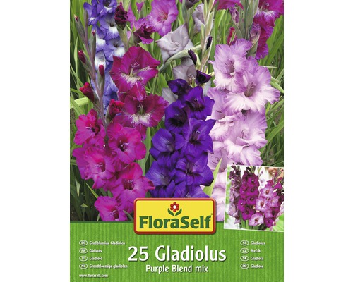 Bulbes de glaïeuls FloraSelf 'Purple Blend' 25 pièces
