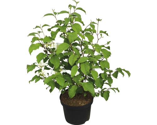 Viorne boule de neige FloraSelf Viburnum plicatum 'Mariesii' H 40-60 cm Co 5 L Viorne obier en pot avec des feuilles vertes et des fleurs blanches