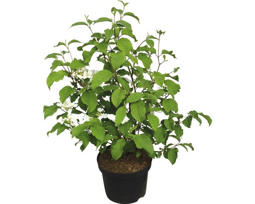 Viorne boule de neige FloraSelf Viburnum plicatum 'Mariesii' H 40-60 cm Co 5 L