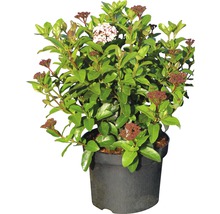 Viorne-tin FloraSelf Viburnum tinus 'Lisarose' H 40-50 cm Co 5 l-thumb-1