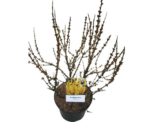 Forsythia en pot avec étiquette de plante
