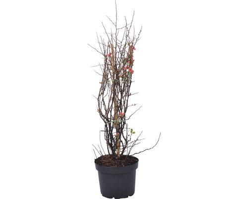 Cognassier du Japon FloraSelf Chaenomeles speciosa 'Friesdorf' H 50-60 cm Co 6 L Cognassier du Japon en pot