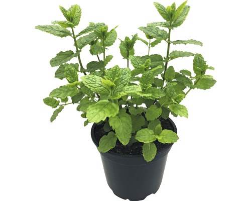 Menthe Hugo BIO FloraSelf Bio Mentha 'Hugo' pot Ø 12 cm