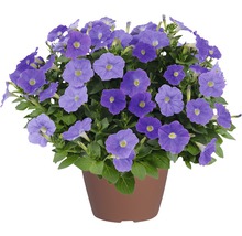 Calibrachoa bleu dans un pot de fleurs