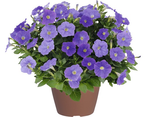 Calibrachoa bleu dans un pot de fleurs