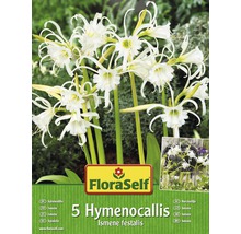 Bulbes d’Hymenocallis/Lycoris FloraSelf 'Festalis' 5 pièces-thumb-2