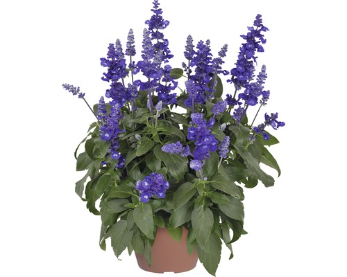 Salvia Sallyfun Deep Ocean FloraSelf® pot de 12, bleu