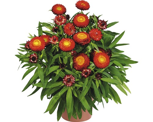 Xerochrysum Sunbrella Red FloraSelf® pot de 12, rouge