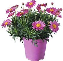 Margeritenbusch im Topf