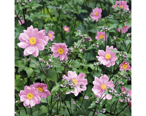 Gruppe rosa Herbst-Anemonen mit grünen Blättern