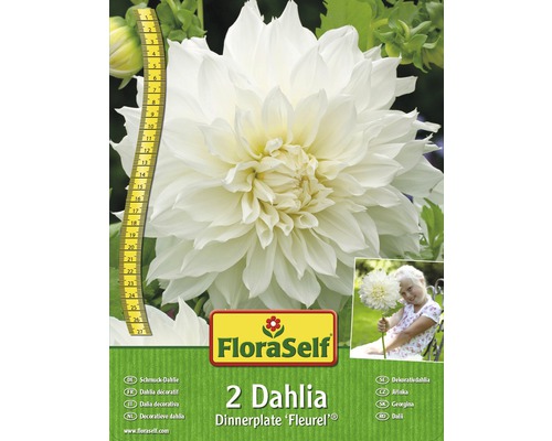Bulbes de dahlias FloraSelf 'Fleurel' 2 pièces