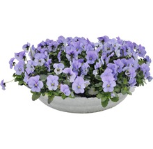Pot décoratif bleu avec violettes