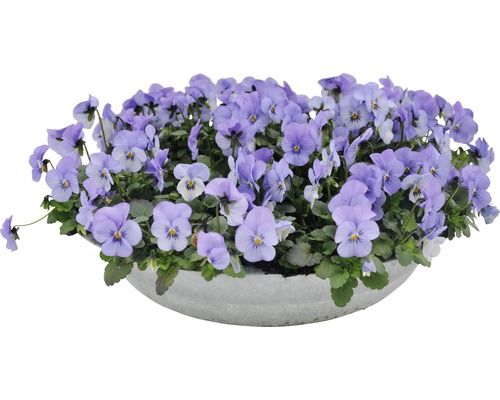 Pot décoratif bleu avec violettes