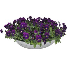 Pensée violette dans un pot