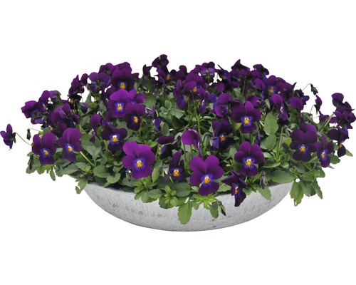 Pensée violette dans un pot