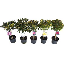 Rose des alpes arbustes FloraSelf® Rhododendron Hybride, H 50-80 cm assorti-thumb-3
