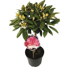 Rose des alpes arbustes FloraSelf® Rhododendron Hybride, H 50-80 cm assorti-thumb-2