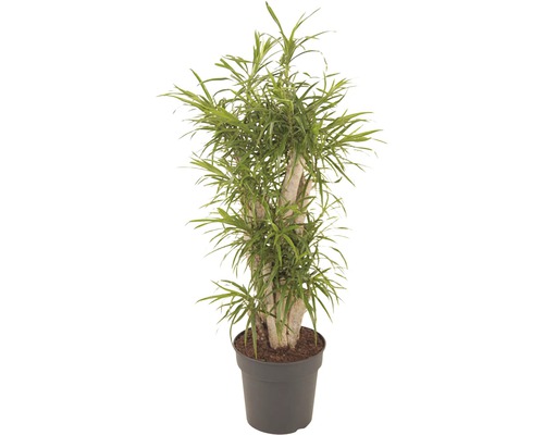 Drachenbaum FloraSelf Dracaena reflexa 'Anita' H ca. 120 cm Ø 27 cm Topf verzweigt