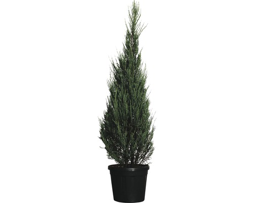 Genévrier de Virginie FloraSelf Juniperus virginiana 'Blue Arrow' h 170-190 cm Co 30 L