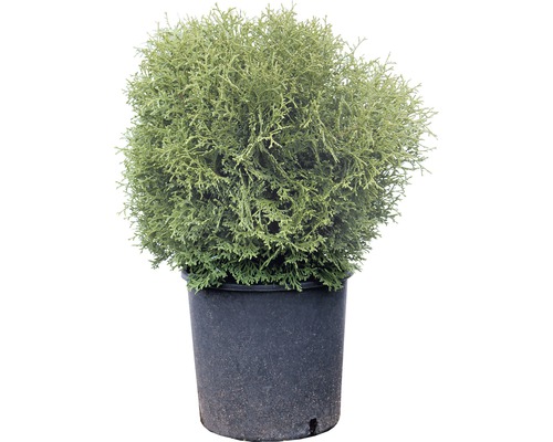 Lebensbaum FloraSelf Thuja occidentalis 'Tiny Tim' H 50-60 cm Co 30 L
