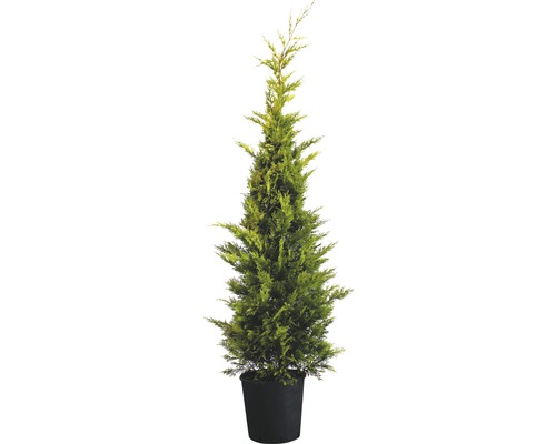 Gelbe Leyland-Zypresse FloraSelf Cupressocyparis leylandii 'Gold Rider' H 150-170 cm Co 15 L