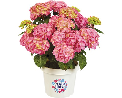 Hortensia DIVA FIORE® Hydrangea macrophylla 'DIVA FIORE®' Co 5 L à floraison fréquente, assorti