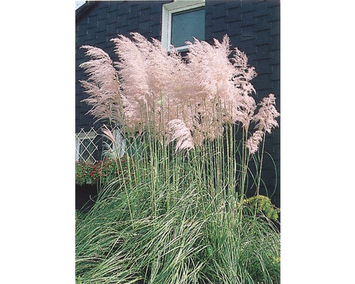 Herbe de la pampa rose FloraSelf Cortaderia selloana 'Rosea' h 15-40 cm p 14 cm Herbe de la pampa dans le jardin