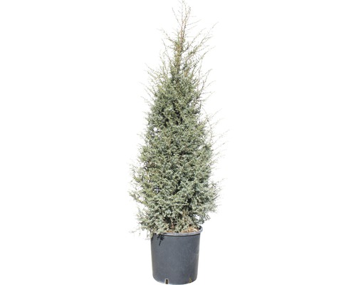 Genévrier FloraSelf Juniperus communis 'Hibernica' H 150-170 cm Co 30 L