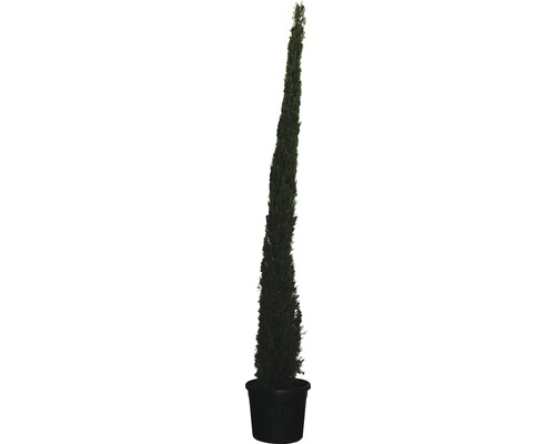 Leyland-Zypresse FloraSelf Cupressocyparis leylandii 'Pyramidalis' H 300-330 cm Co 70 L
