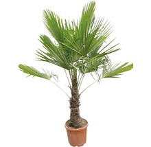 Hanfpalme FloraSelf Trachycarpus fortunei Stammhöhe 30-40 cm Gesamthöhe 110-120 cm Ø 34 cm Topf Topfgedrückt-thumb-1
