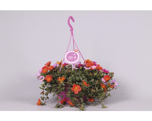Suspension avec pourpier à grandes fleurs