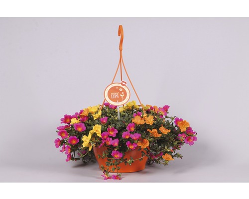 Suspension avec pourpier à grandes fleurs de différentes couleurs