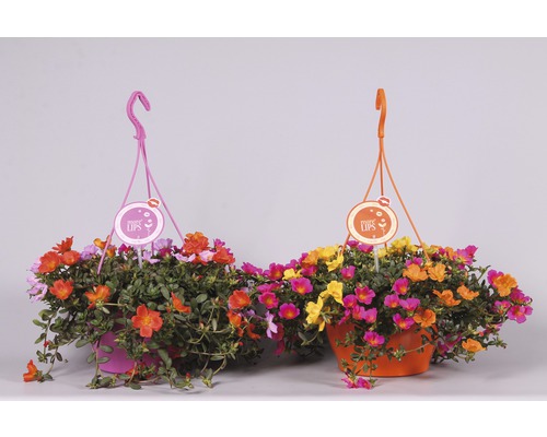 Portulakröschen Ampel FloraSelf Portulaca grandiflora 'Carnaval' Ø 25 cm Ampeltopf Zwei hängende Töpfe mit Portulakröschen in verschiedenen Farben.