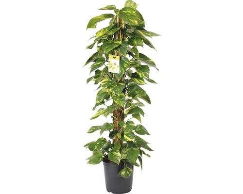 Lierre FloraSelf® Moosstab pot de 24