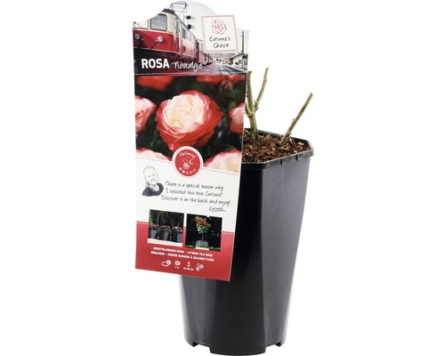 Rosier Nostalgie en pot