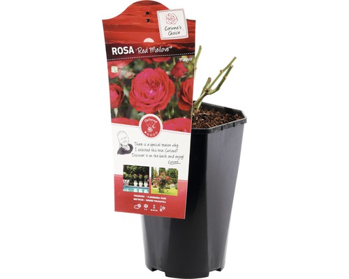 Rose Red Meilove en pot