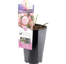Rose im Topf, Sorte Rose Meilove, Rosa