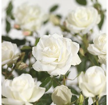 Nahaufnahme von weißen Rosenblüten.