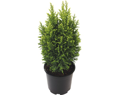 Chamaecyparis FloraSelf « Snow White » h 20-25 cm, sapin de Noël mini adapté à la plantation Co 0,5 L